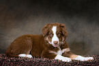 liegender Miniature Australian Shepherd