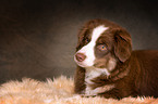 liegender Miniature Australian Shepherd