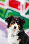 Miniature Australian Shepherd Portrait