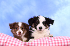 Miniature Australian Shepherd Welpen