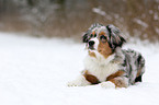 junger Miniature Australian Shepherd