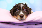 Miniature Australian Shepherd Welpe