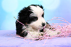 Miniature Australian Shepherd Welpe