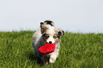 Miniature Australian Shepherd Welpe