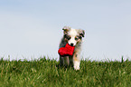 Miniature Australian Shepherd Welpe