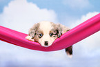 Miniature Australian Shepherd Welpe