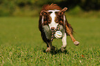 spielender Miniature Australian Shepherd