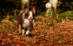 rennender Miniature Australian Shepherd