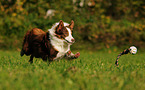 rennender Miniature Australian Shepherd