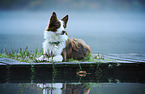 liegender Miniature Australian Shepherd