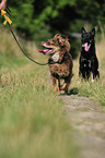 laufender Miniature Australian Shepherd