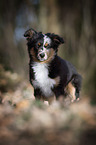 junger Miniature Australian Shepherd