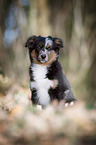 junger Miniature Australian Shepherd