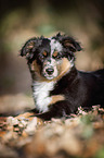 junger Miniature Australian Shepherd