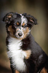 junger Miniature Australian Shepherd