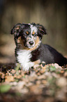 junger Miniature Australian Shepherd