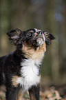 junger Miniature Australian Shepherd