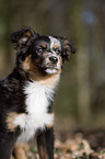 junger Miniature Australian Shepherd