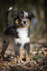 junger Miniature Australian Shepherd