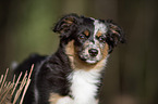 junger Miniature Australian Shepherd