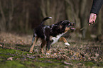 junger Miniature Australian Shepherd