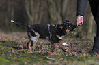 junger Miniature Australian Shepherd