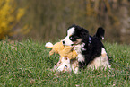 Miniature Australian Shepherd Welpen