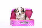 Miniature Australian Shepherd Welpe