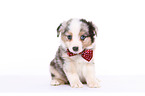 Miniature Australian Shepherd Welpe