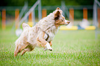 Miniature Australian Shepherd beim Agility