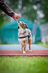 Miniature Australian Shepherd beim Agility