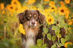 Miniature Australian Shepherd Portrait