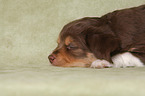 liegender Miniature Australian Shepherd Welpe