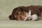 liegender Miniature Australian Shepherd Welpe