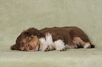 liegender Miniature Australian Shepherd Welpe