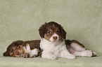 liegende Miniature Australian Shepherd Welpen