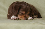 liegender Miniature Australian Shepherd Welpe