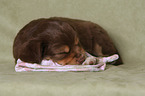 liegender Miniature Australian Shepherd Welpe