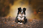 Miniature Australian Shepherd