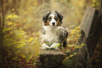 Miniature Australian Shepherd