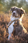 sitzender Miniature Australian Shepherd