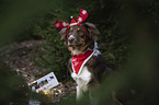 Miniature Australian Shepherd mit Weihnachtsdekoration
