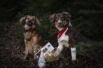 2 Hunde mit Weihnachtsdekoration