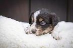 Miniature Australian Shepherd Welpe auf Schaffell