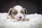 Miniature Australian Shepherd Welpe auf Schaffell