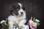Miniature Australian Shepherd Welpe im Krbchen