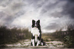 Miniature Australian Shepherd