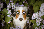 Miniature Australian Shepherd Portrait