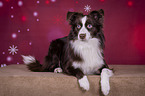 liegender Miniature Australian Shepherd