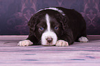 liegender Miniature Australian Shepherd Welpe